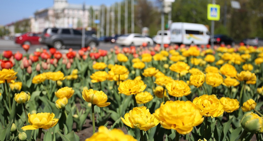 В Воронеже на уход за цветниками и клумбами потратят 25,3 млн рублей