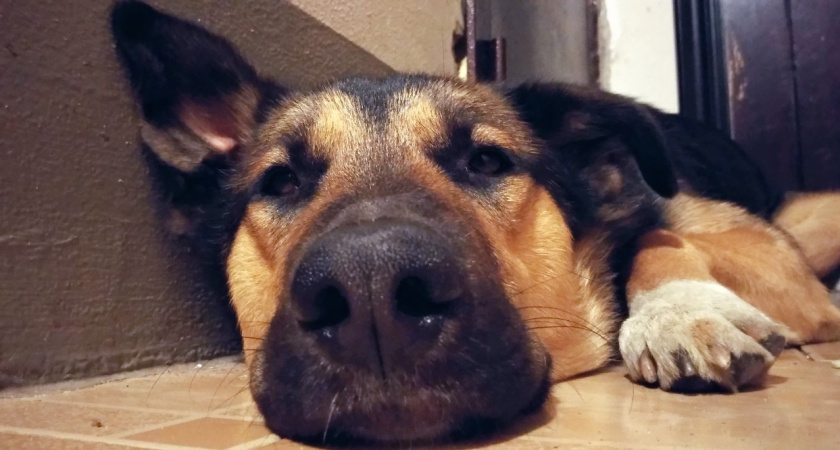 Воронежские власти сэкономят 1 млн на проекте приюта для собак 