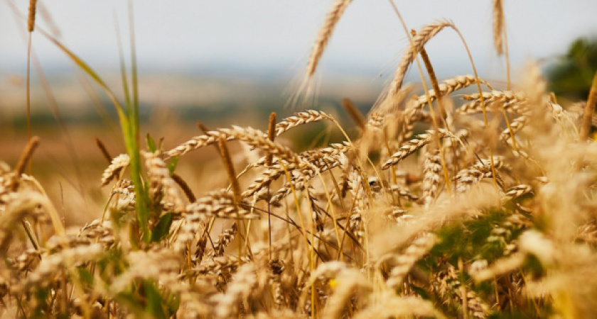 Воронежская область привлекла 51,1 млрд рублей на развитие сельского хозяйства