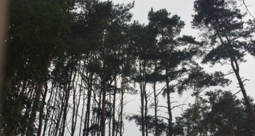 Проект благоустройства Северного леса в Воронеже разработают за 8,2 млн рублей