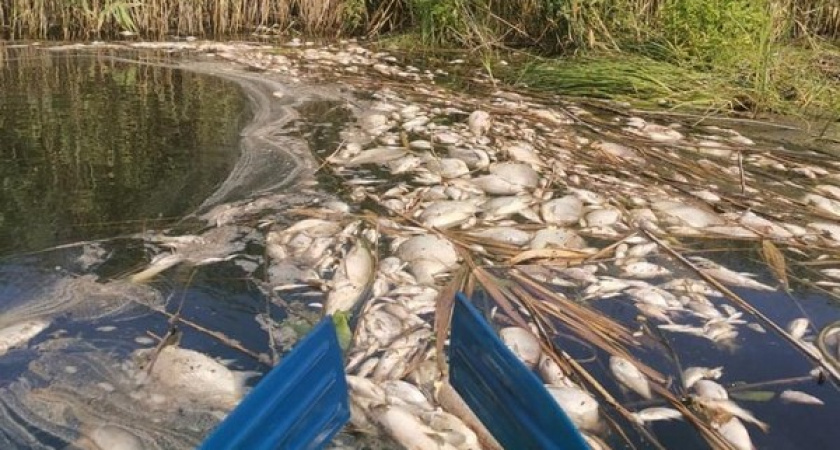 Росприроднадзор исследовал место гибели рыбы на реке Токай в Воронежской области