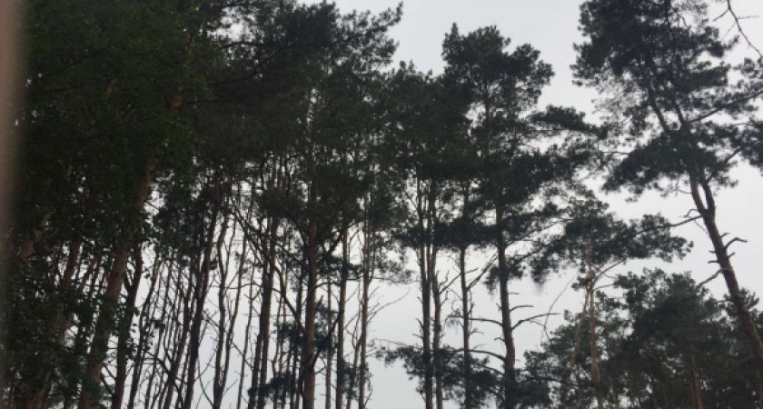 Компания «ПГС проект» к концу осени обустроит Северный лес в Воронеже