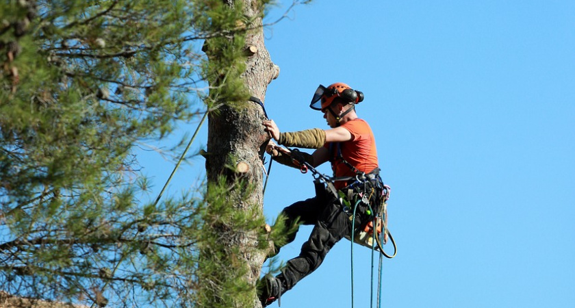 Вопрос зеленых насаждений остается на повестке Воронежской городской Думы