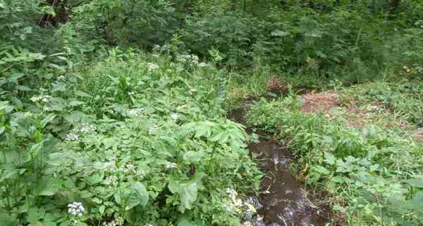 Безразличие главы района Воронежской области может привести к осушению одного из ручьев
