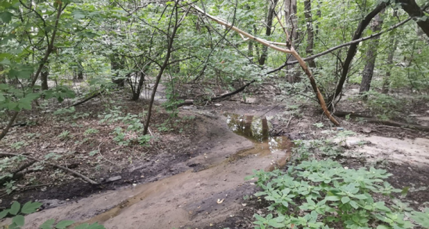Департамент экологии заинтересовался зловонной водой в границах воронежской дубравы