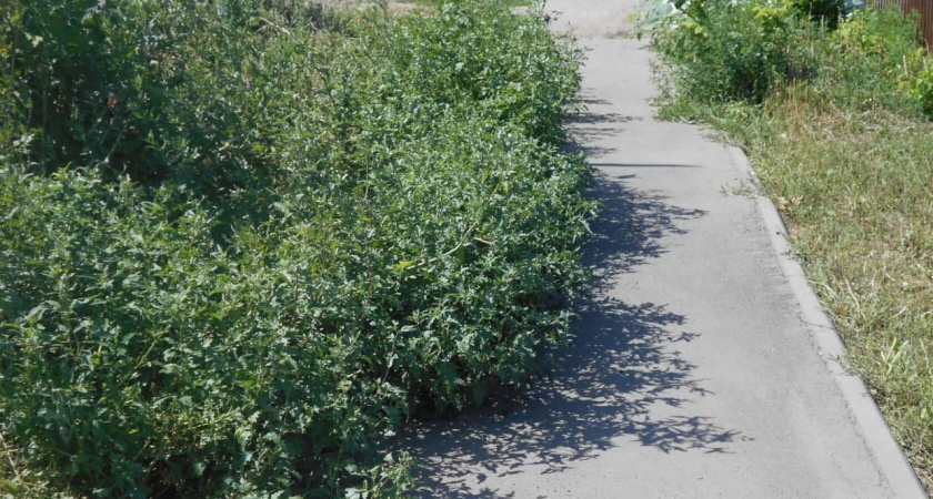 Бурьян заполонил дорогу в райцентре под Воронежем