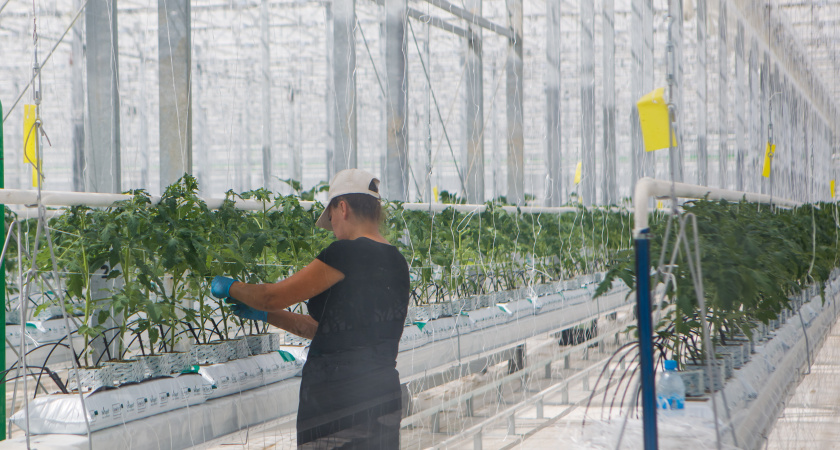 Владимир Нетесов оценил перспективы развития овощеводства в Воронежской области