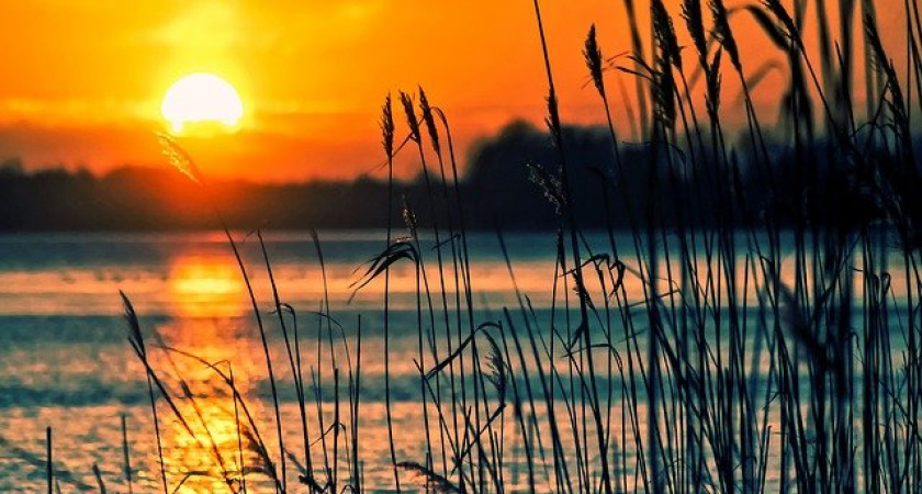 Воронежский росгвардеец вытащил из тины неизвестного мужчину 