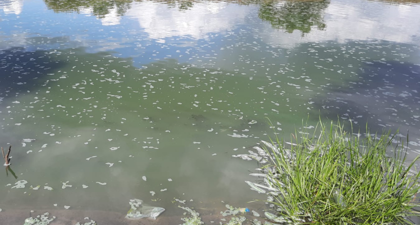 Росприроднадзор подтвердил информацию о заморе рыбы в реке Воронеж