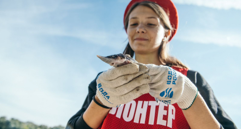 В реку Дон в Воронежской области выпустили 10 тыс. мальков стерляди 