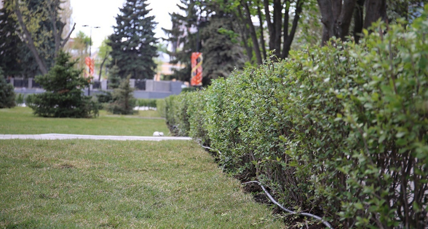 Мэр Вадим Кстенин: «Мы будем высаживать на улицах Воронежа не меньше тысячи крупномерных саженцев деревьев в год»