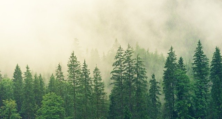 Воронежец «нарубил дров» на 12,7 млн рублей 