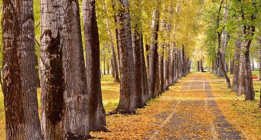 Управление экологии администрации Воронежа спасла 30 тополей