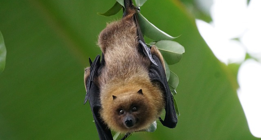 Воронежская школьница получила путевку на экологическую смену во Всероссийский детский центр «Орленок»