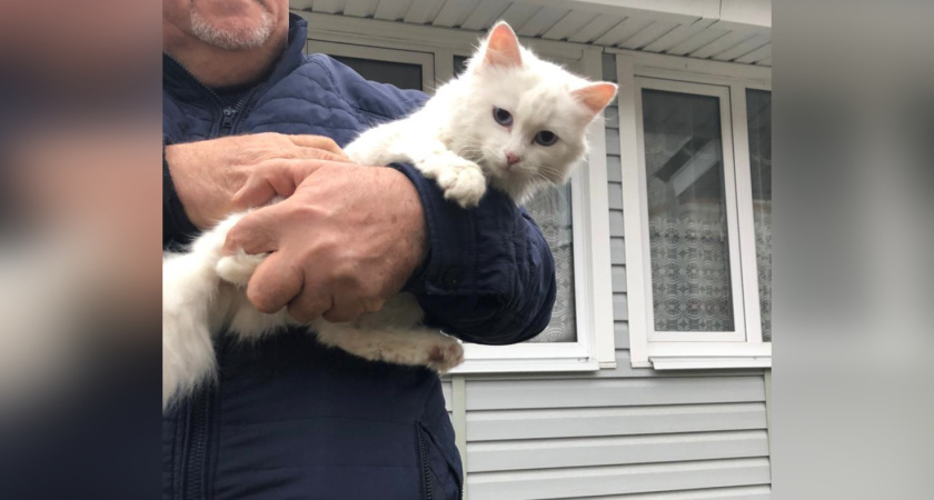 Управление экологии и управа Левобережного района спасли кошку, просидевшую на дереве несколько дней