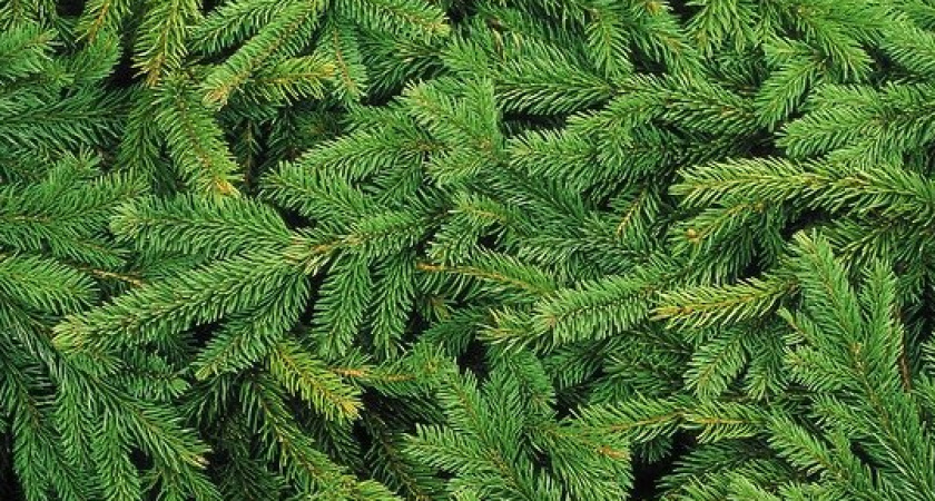 Новогоднюю елку к празднику можно купить в 101 месте Воронежа