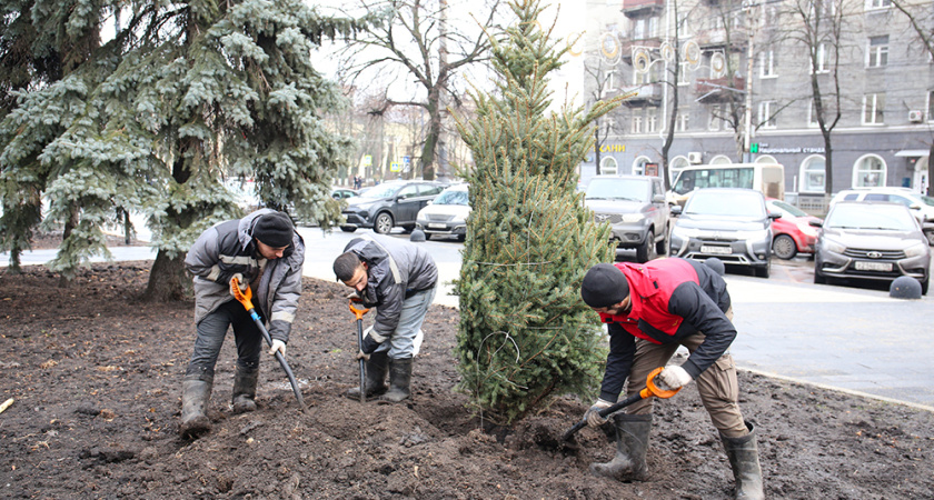 В воронежском сквере имени Куцыгина высадили молодые голубые ели