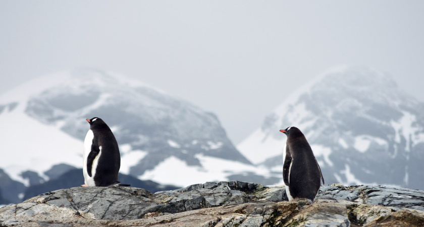 77% воронежцев мечтают отправиться по работе в Антарктиду