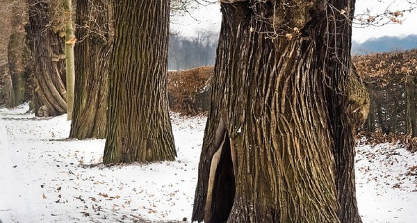 На территории Воронежского природного заказника нарубили деревьев на 15 млн рублей