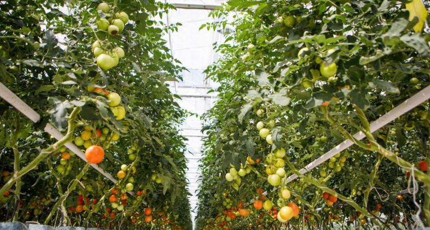 В 2022 году в Воронежской области дополнят направления господдержки аграриев 