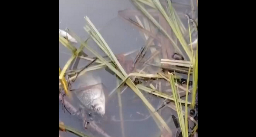 Вблизи сахарного завода в Грибановском районе обнаружили пруд с мертвой рыбой