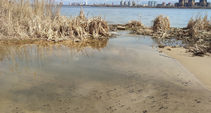 Мертвые птицы в Воронеже могли стать мишенью для отдыхающих