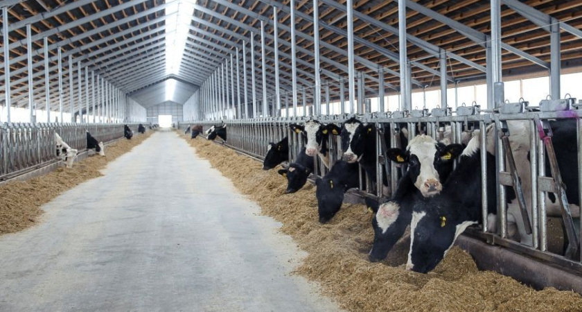 В Воронежской области в 2022 году объем господдержки АПК составит 7,5 млрд рублей