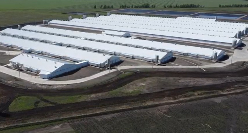 Что происходит в Верхнемамонском районе после строительства свинокомплекса «Агроэко»? 