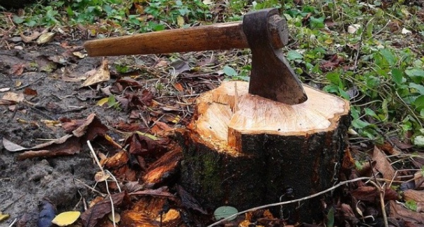 Рубка деревьев в Грибановском районе обошлась двум местным жителям в 5,2 млн рублей