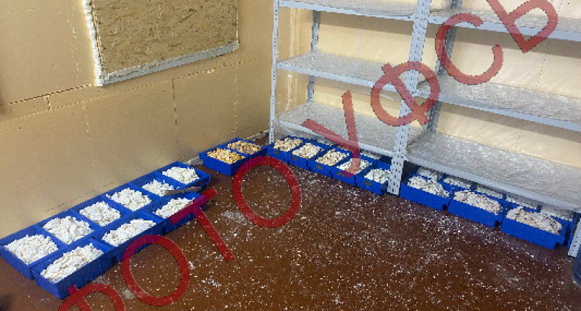 Двое воронежцев получили более 27 лет тюрьмы за незаконное производство наркотиков