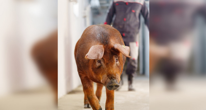 Племенные животные от АГРОЭКО успешно доставлены в Приморье