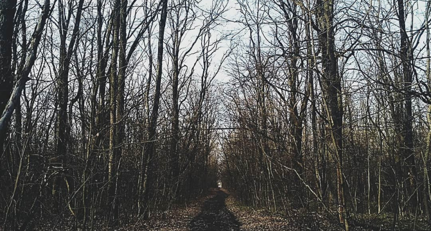 Воронежскому бизнесмену Сергею Синюкову грозит до семи лет лишения свободы за вырубку леса 