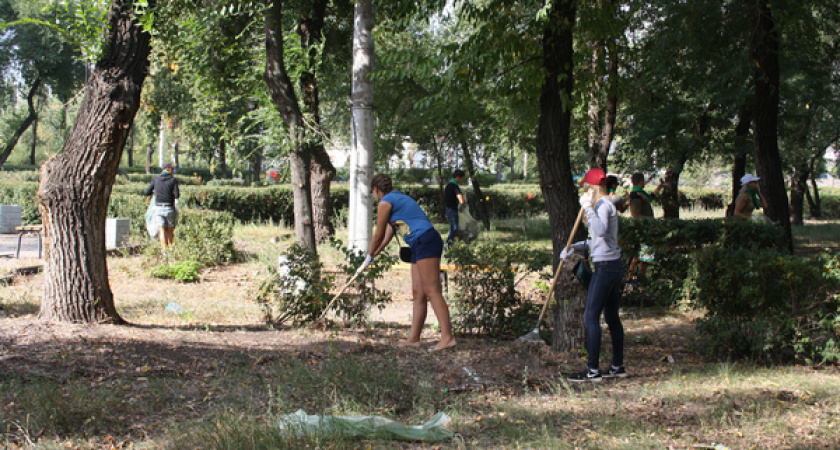 Против уничтожения рябиновой аллеи в Воронеже выступили уже 620 человек