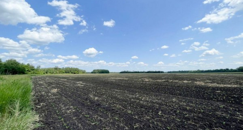 Незаконная распашка в Осиновых кустах «Солоти» привела к ущербу в размере 600 млн рублей