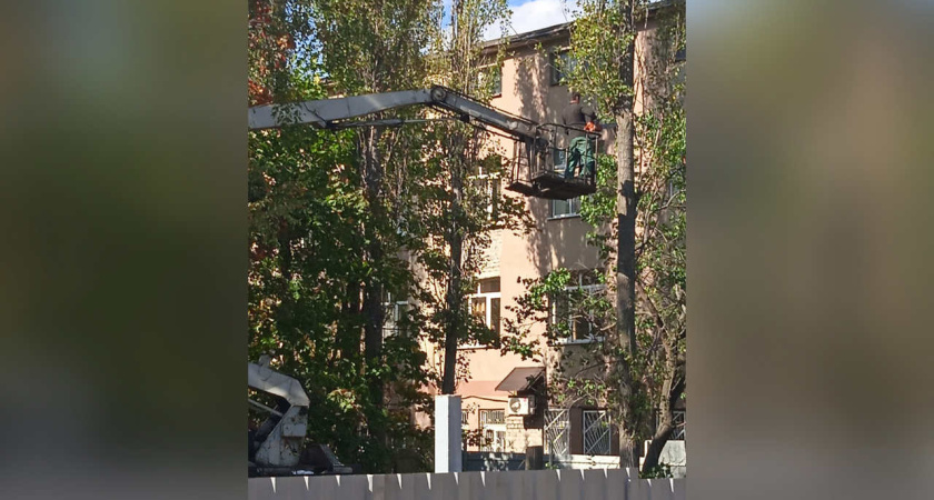 За деньги – да. Мэрия одобрила рубку деревьев компании «СТЭЛ» за 2 млн рублей