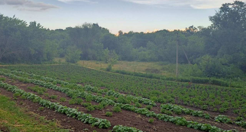 В Воронежской области упали показатели по уборке зерна, картофеля и овощей