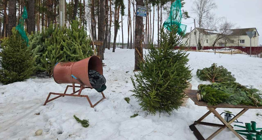 В Воронеже стартовали рейды по несанкционированным елочным базарам