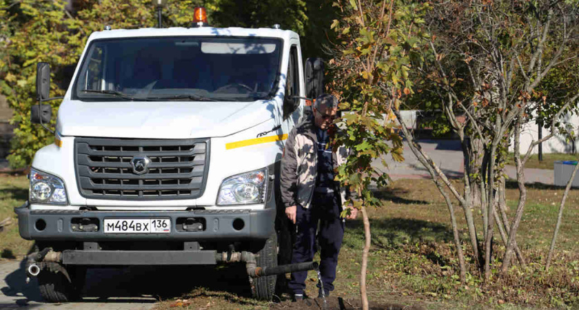 Воронежские ученые и чиновники обсудили состояние городского зеленого фонда 