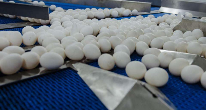 Воронежское УФАС подозревает четыре компании в картельном сговоре при повышении цен на яйца в регионе