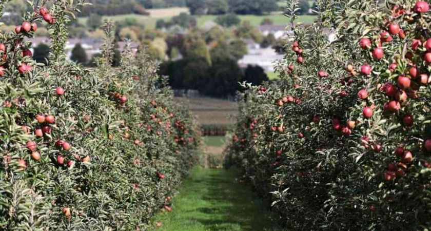 Работников компании депутата воронежской облдумы Евгения Гапоненко завалило яблоками