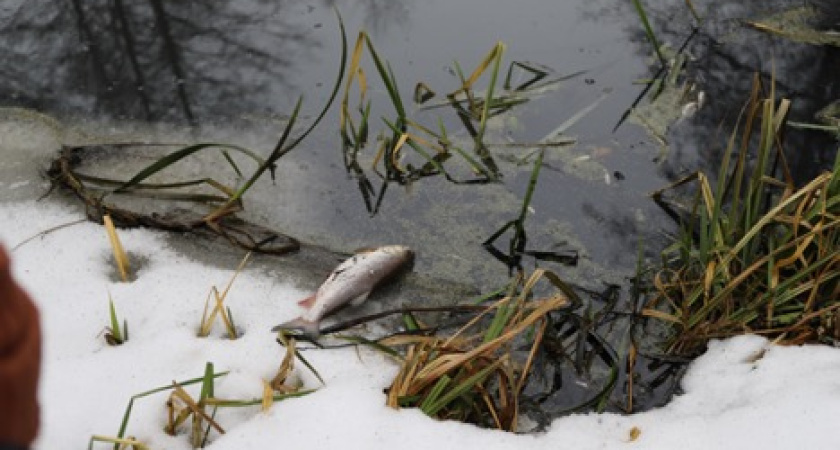 Суд поставил точку в споре воронежского минприроды и Росприроднадзора