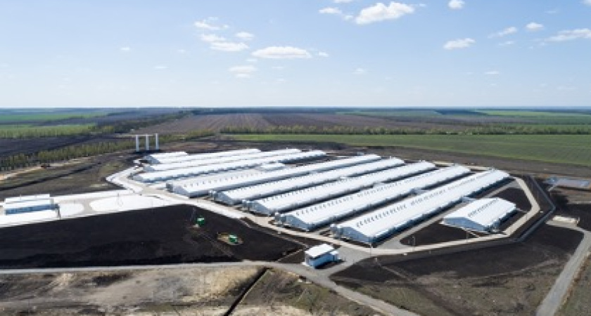 «АГРОЭКО» стала одним из крупнейших производителей свинины в стране