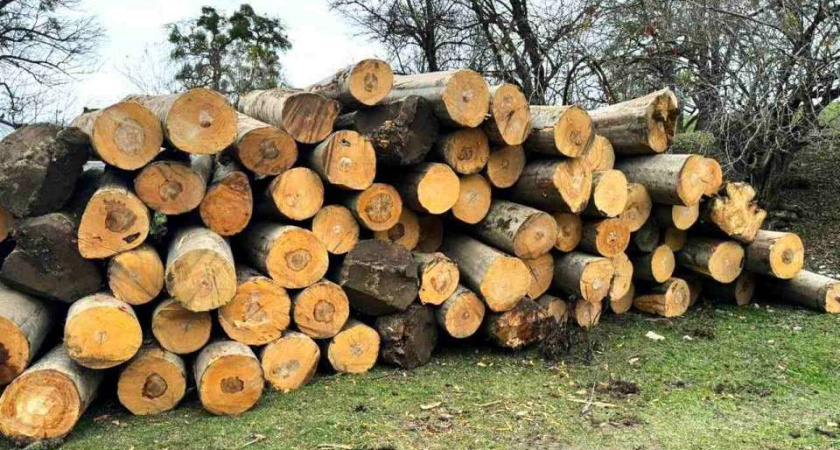 Контрабандист леса из Воронежа получил условный срок