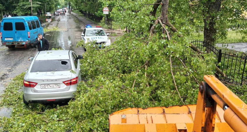 Массовые отключения света и «деревопад»: с какими последствиями столкнулась Воронежская область после урагана
