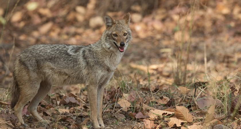 Воронежцев ограничат в убийстве шакалов