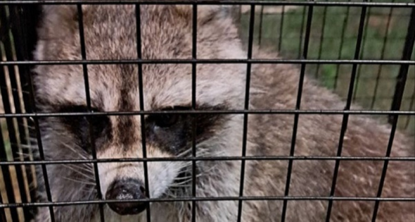 Загадочный «преступник» устроил ночной погром и укусил человека в воронежском глэмпинге «Сыч»