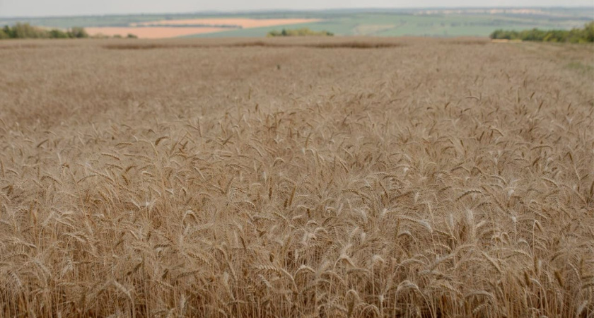 Губернатор Гусев похвалился вторым миллионом тонн собранного зерна и бобов