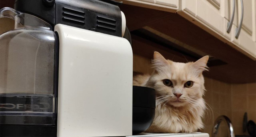 Воронежцы с котами привлекательнее, чем без – исследование