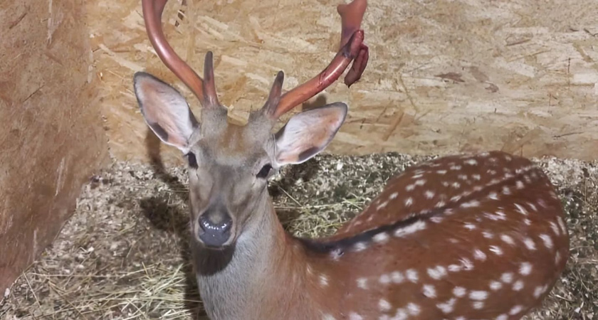Пьяный парень сломал рог олененку на базе отдыха под Воронежем