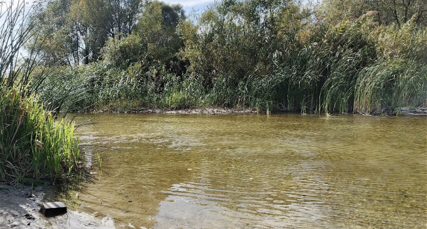 Нужно ли расчищать Усманку? Профессор ВГУ – о работах на реке